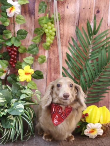 20230825ぺこちゃん